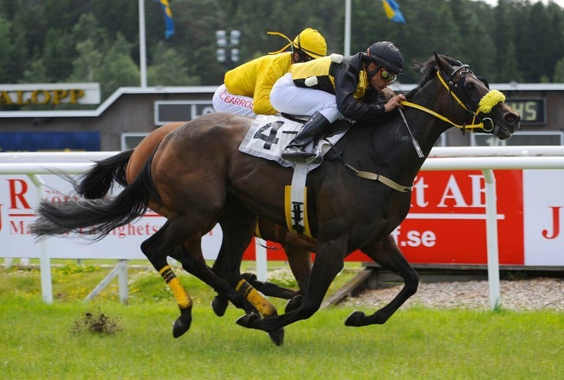Fellowship Racings Goldinova vinder på Täby. Foto: Stefan Olsson / Svensk Galopp.