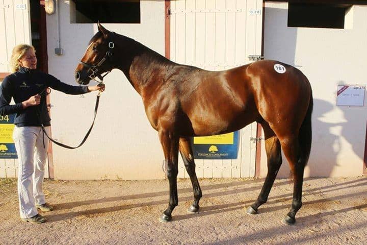 Lot 161 blev solgt for 290.000 euro på Arqanas førstedag i Deauville.