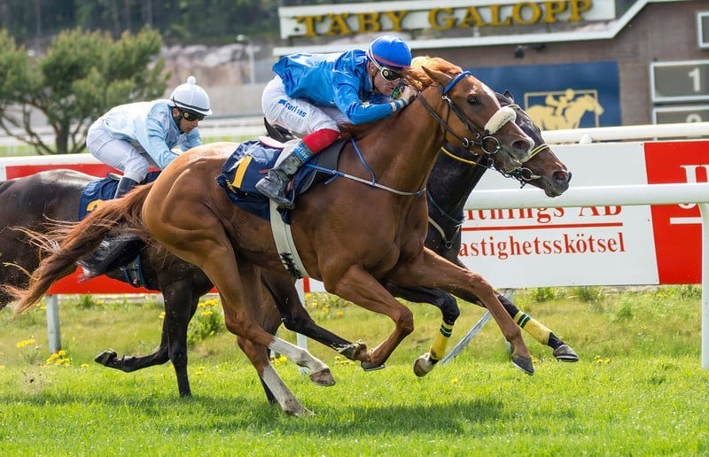 Nicolaj Stott. Foto: Elina Björklund / Svensk Galopp.