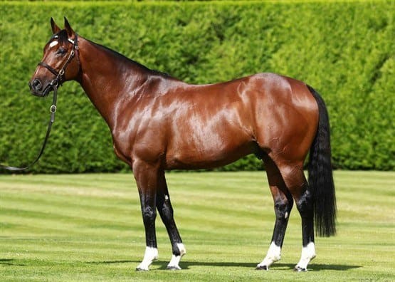 Frankel. Foto: Juddmonte Farms.