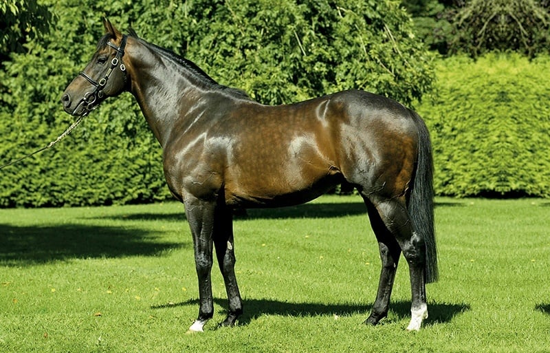 Invincible Spirit. Foto: Irish National Stud.