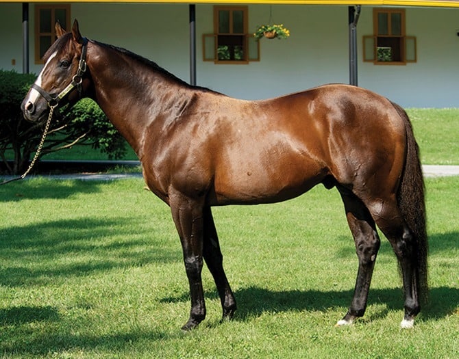 War Front. Foto: Claiborne Farm.