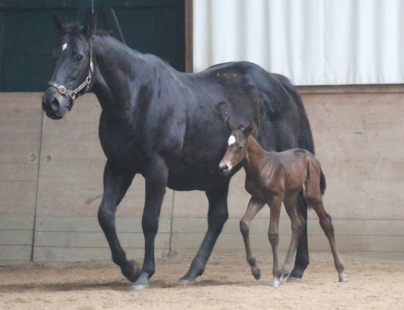 Ojos Del Salado (Danetime) med sit hoppeføl efter Mingun. Foto: Katarina Eriksen.