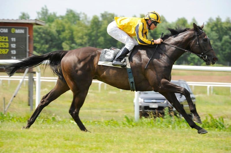 Symbol Of Arch vinder under Espen Ski. Foto: Stefan Olsson / Svensk Galopp.