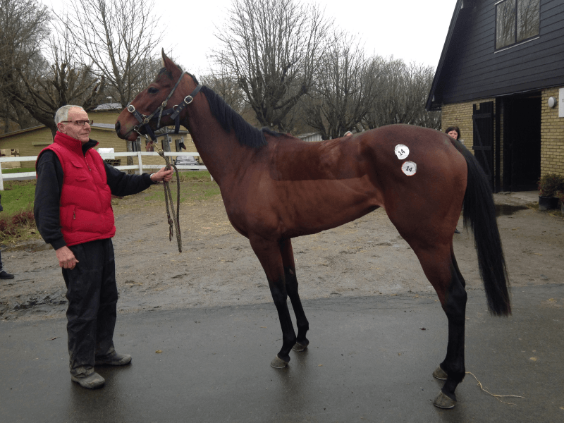 Lot 14. E Fourteen (Nayef - Pale Blue Eyes v. Peintre Celebre).