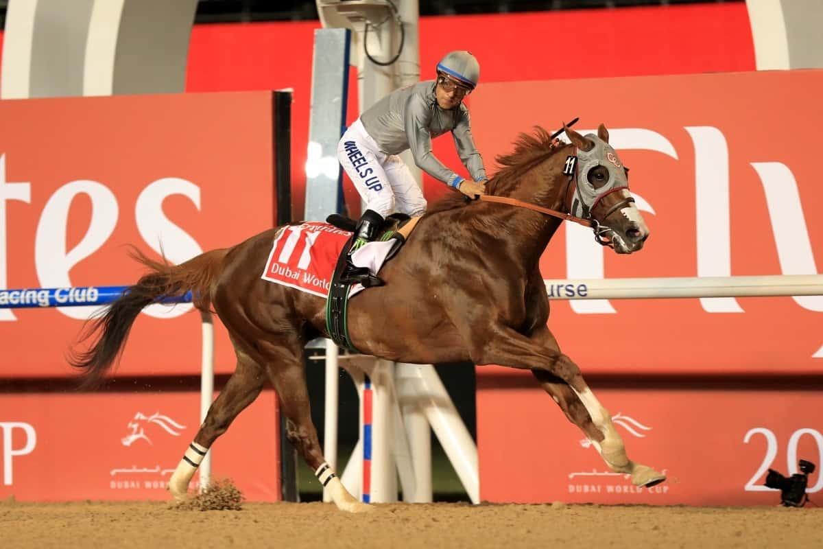 California Chrome og Victor Espinoza vinder Dubai World Cup (Gr.1). Bemærk sadlen, der er gledet langt ned ad hestens ryg. Foto: Erika Ramussen.