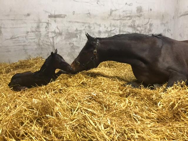 Alerted med sit hingsteføl efter Holy Roman Emperor på Ballyphilip Stud i Irland.