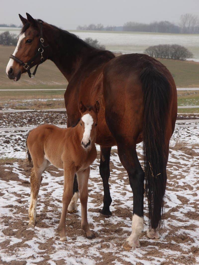 Hoppeføl v. Kahyl - Princess First (Duty Time) hos Lene Kjerri.