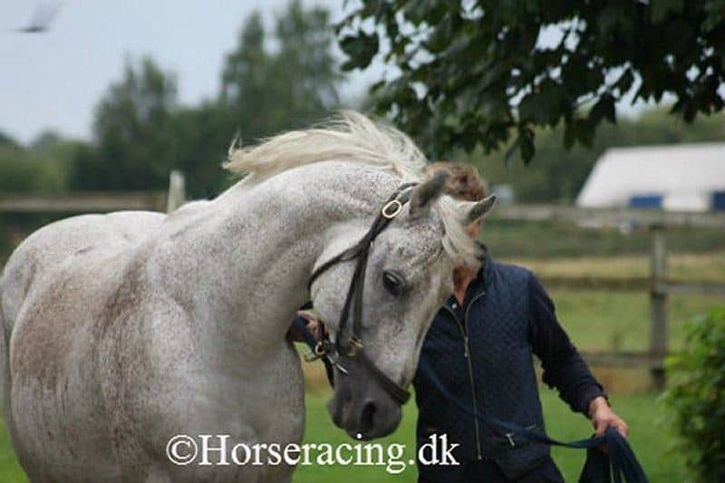 Pistachio og Hanne Bechmann. Foto: Horseracing.dk