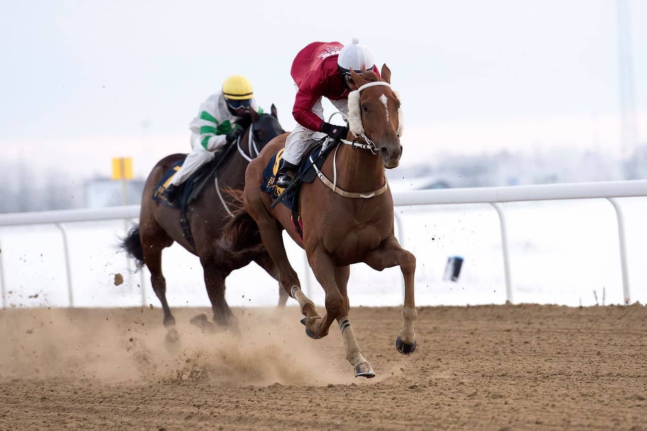 Red Hot Chili/Elion Chaves. Foto: Elina Björklund / Svensk Galopp.