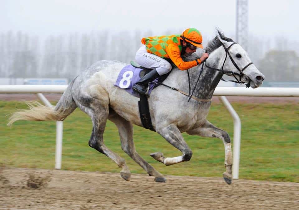 Sådan så Match Point ud som aktiv væddeløber i Niels Petersens træning. Foto: Stefan Olsson / Svensk Galopp.