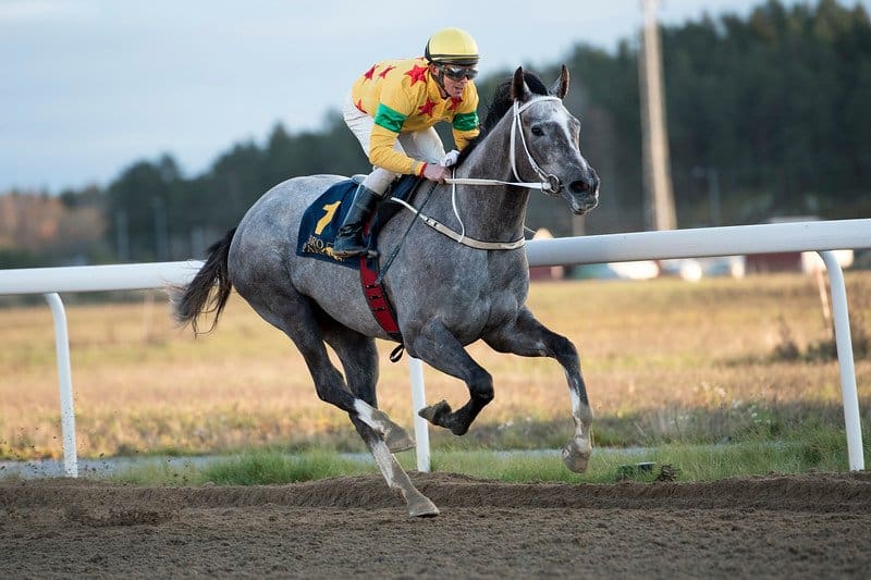 Miss Maybach. Foto: Elina Björklund / Svensk Galopp.