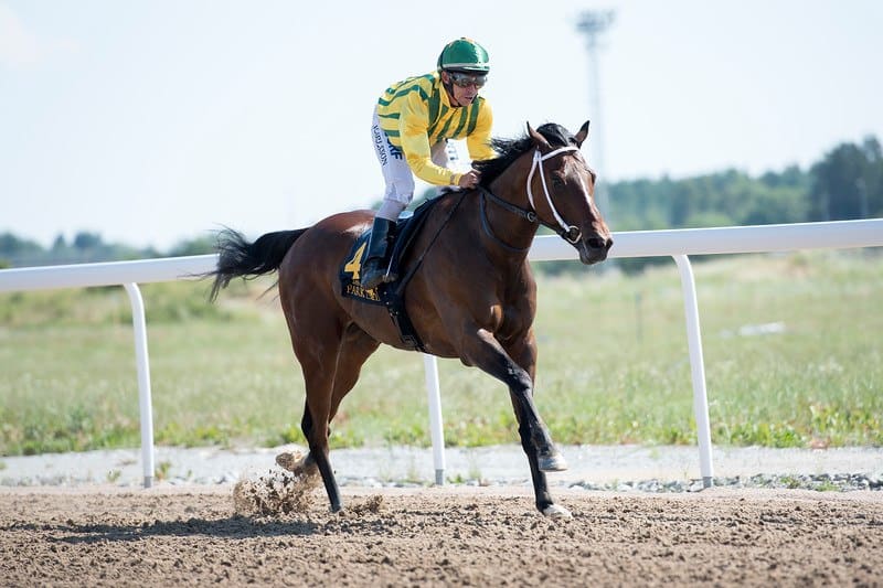 Street War og Shane Karlsson var alene på banen i opløbet. Foto: Elina Björklund / Svensk Galopp.