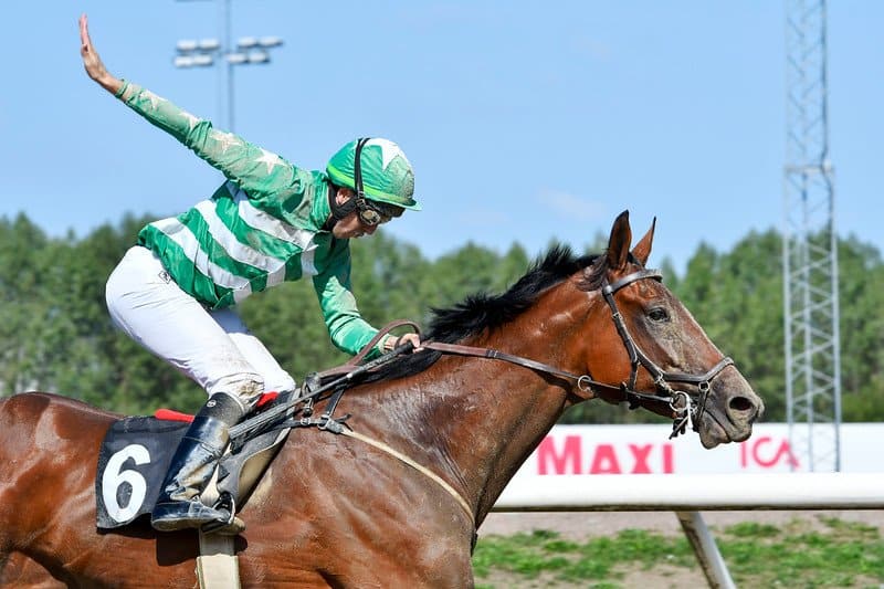 Stutteri Hjortebo-opdrættede Eyes Wide Shut har vundet fem gange på Jägersro i 2018. Foto: Stefan Olsson / Svensk Galopp.