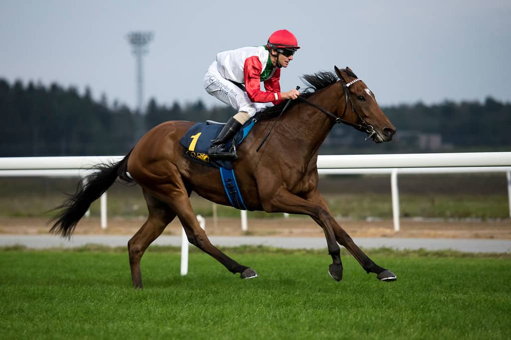 Gold Tyranny/Jacob Johansen på vej mod sejren i Breeders' Trophy Stayer. Foto: Elina Björklund / Svensk Galopp.