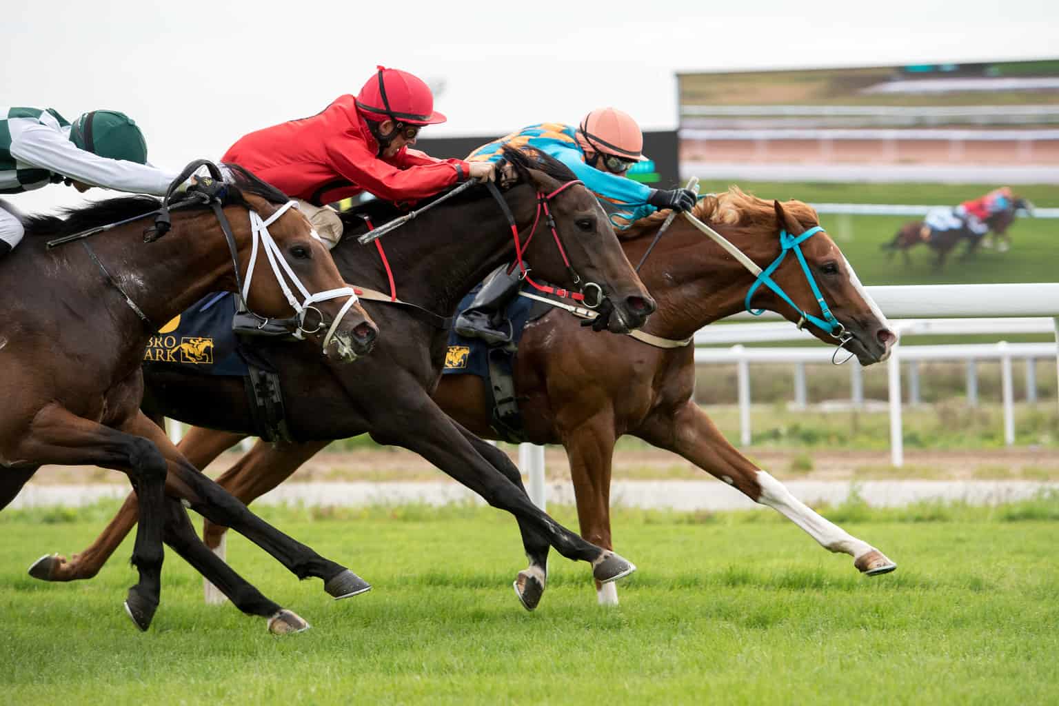 Yrroll vinder foran Reliable Guzz og Noosa Prince. Foto: Elina Björklund / Svensk Galopp.