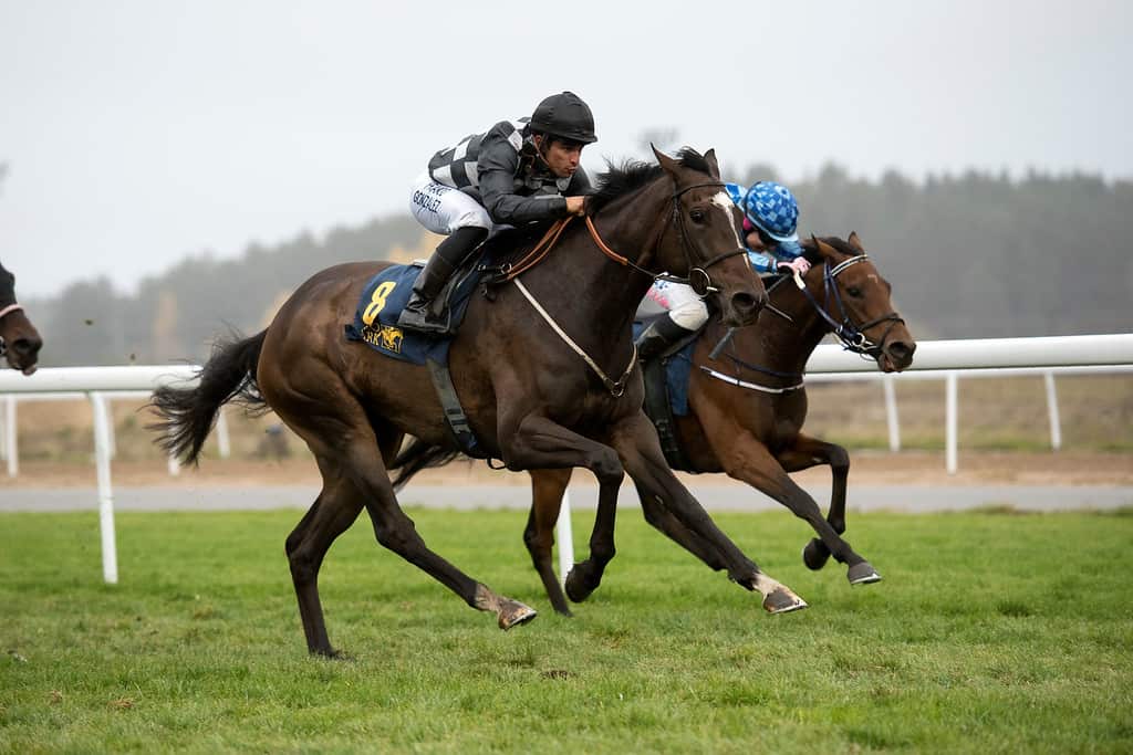 Barberiba/Elione Chaves. Foto: Elina Björklund / Svensk Galopp.