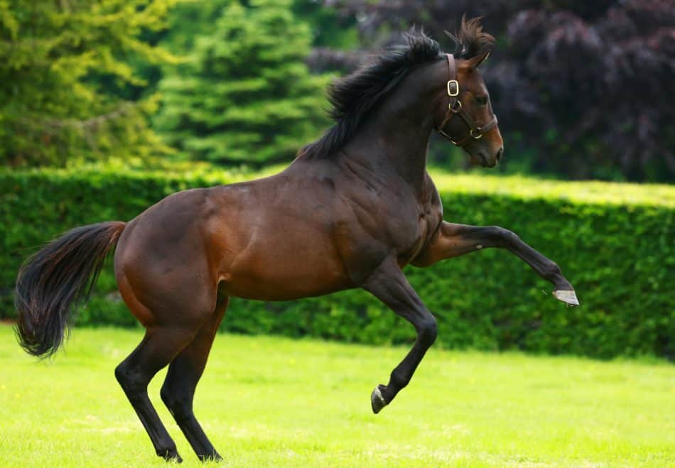 No Nay Never (Scat Daddy - Cat's Eye Witness / Elusive Quality) på Coolmore. Foto: Coolmore.