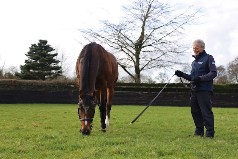 Galileo på Coolmore. Foto: Irish Thoroughbred Marketing.