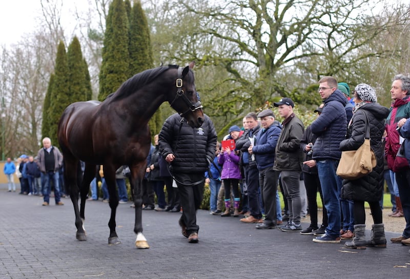 Fremvisning på Irish National Stud. Foto: Irish Thoroughbred Marketing.