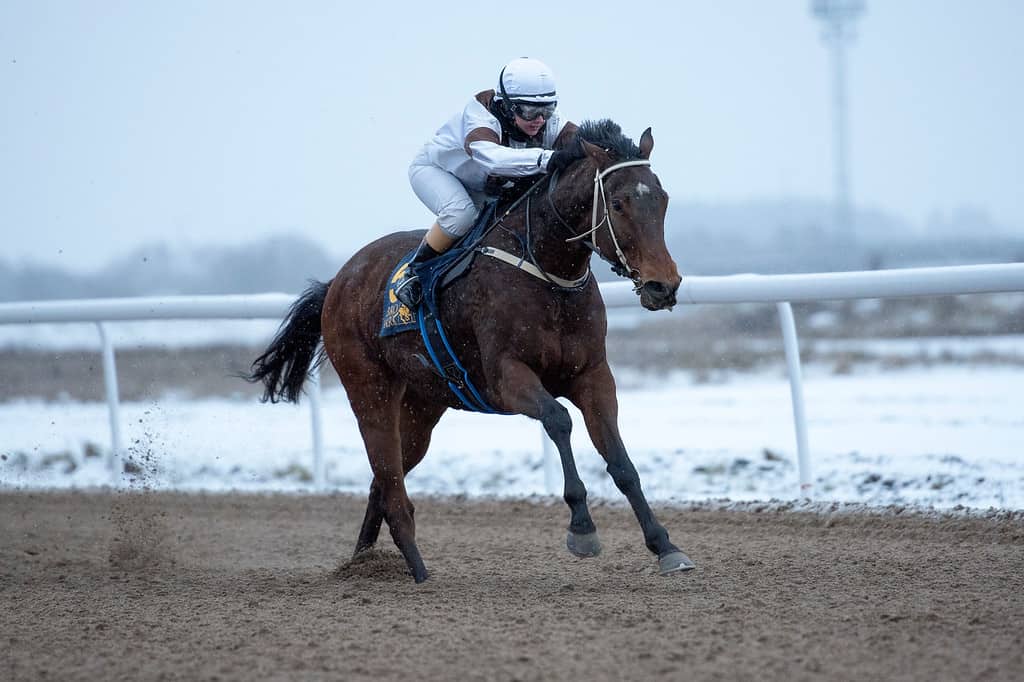 Tatlisu/Rebecca Colldin. Foto: Elina Björklund / Svensk Galopp.