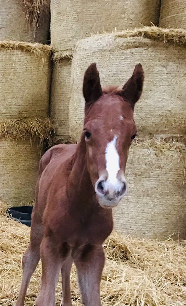 Hoppeføllet efter Giant Sandman ud af Viktoria Dream (Cajun Cadet). Foto: Stutteri Hjortebo.