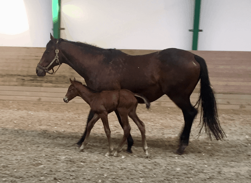 360 North Horse Racings Paree (Desert Prince) med sit hoppeføl efter Wilshire Boulevard. Foto: York Stutteri.