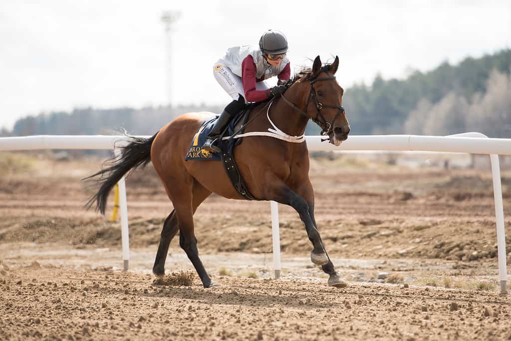 Bouree og Ulrika Holmquist på vej mod en sikker sejr på Bro Park. Foto: Elina Björklund / Svensk Galopp.