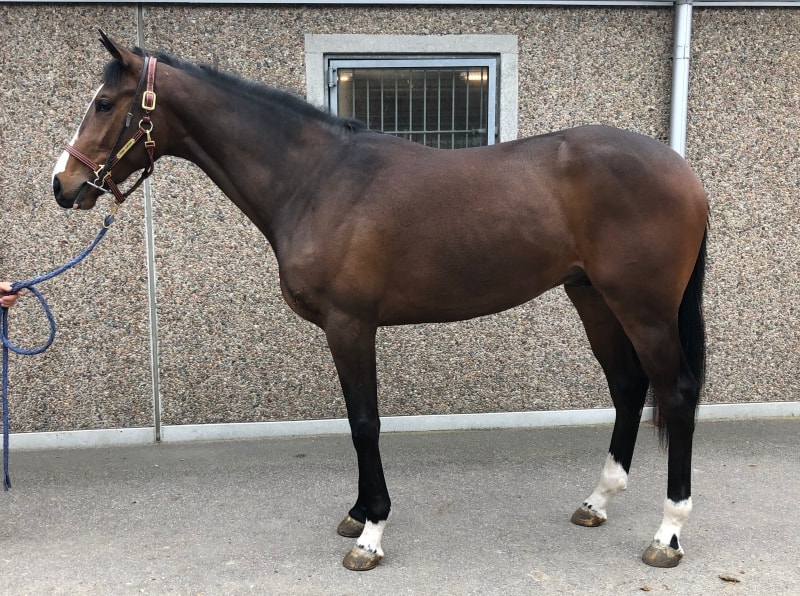 2-årige Toosh Carlras (Juniper Tree - Tatoosh / Xaar).