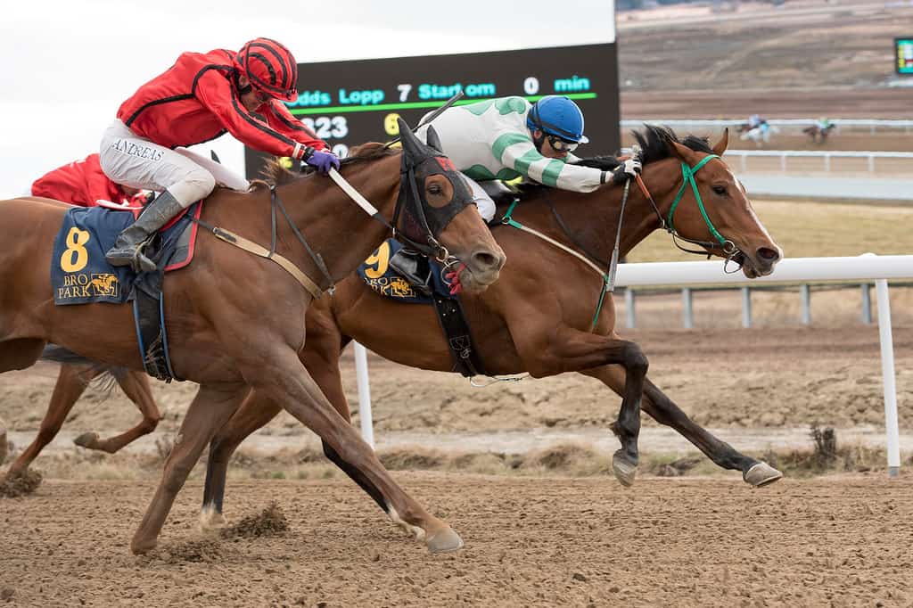 Lushes Lashes. Foto: Elina Björklund / Svensk Galopp.