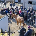 Fremvisning hos Søren Jensen på Enghavelyst. Foto: Burt Seeger.