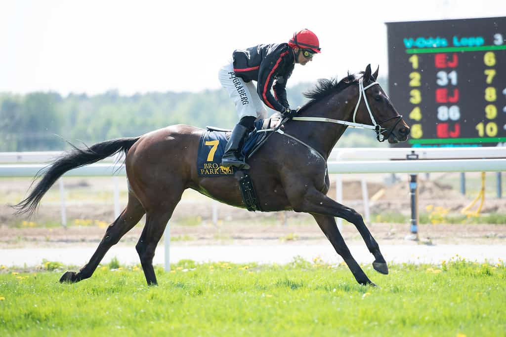 Let sejr i Upplandlöpning for Heros Kalejs og Per-Anders Gråberg. Foto: Elina Björklund / Svensk Galopp.