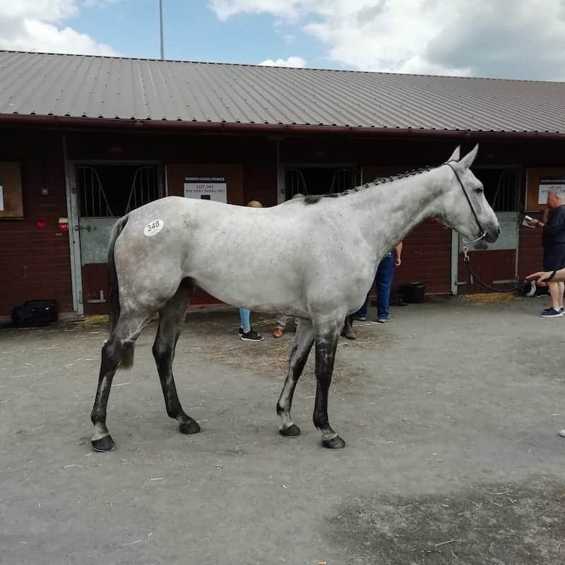 Lot 348 på Goffs UK Spring HIT/P2P Sale blev købt for 13,000 pund af Stefan Uppström til Stall RTL. Foto: Stefan Uppström.