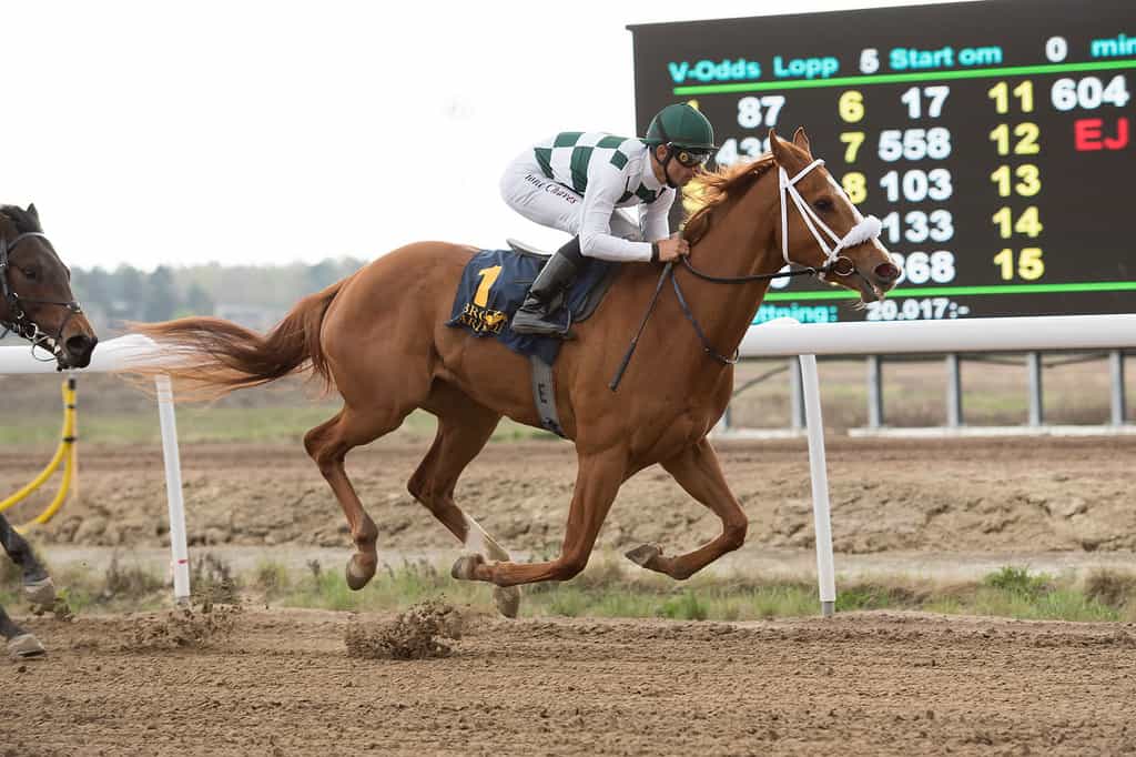 3-årige Semiramis aflægger maidentitlen. Foto: Elina Björklund / Svensk Galopp.