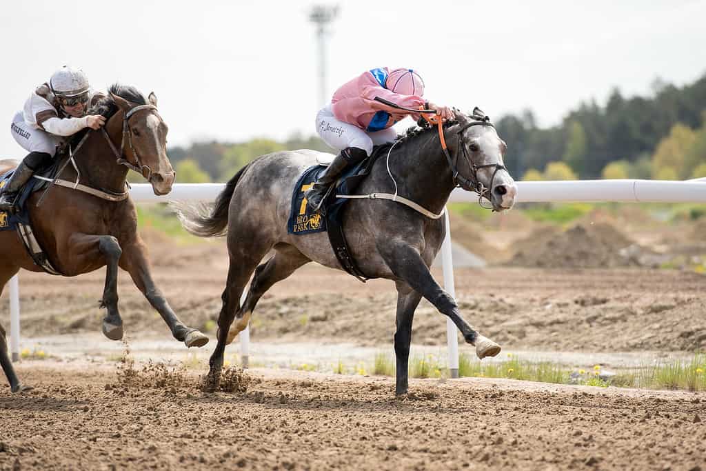 Stureplan og Fredrik Janetzky besejrer Grimeford Lane/Kaia Ingolfsland. Foto: Elina Björklund / Svensk Galopp.