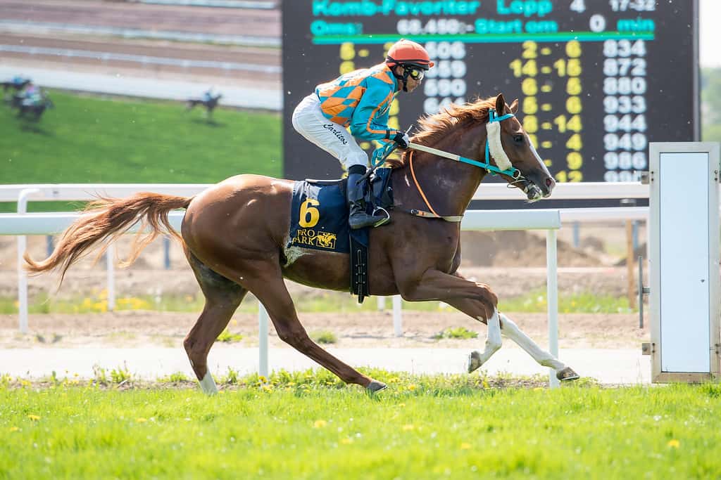 Yrroll førte fra start til mål under Carlos Lopez. Foto: Elina Björklund / Svensk Galopp.