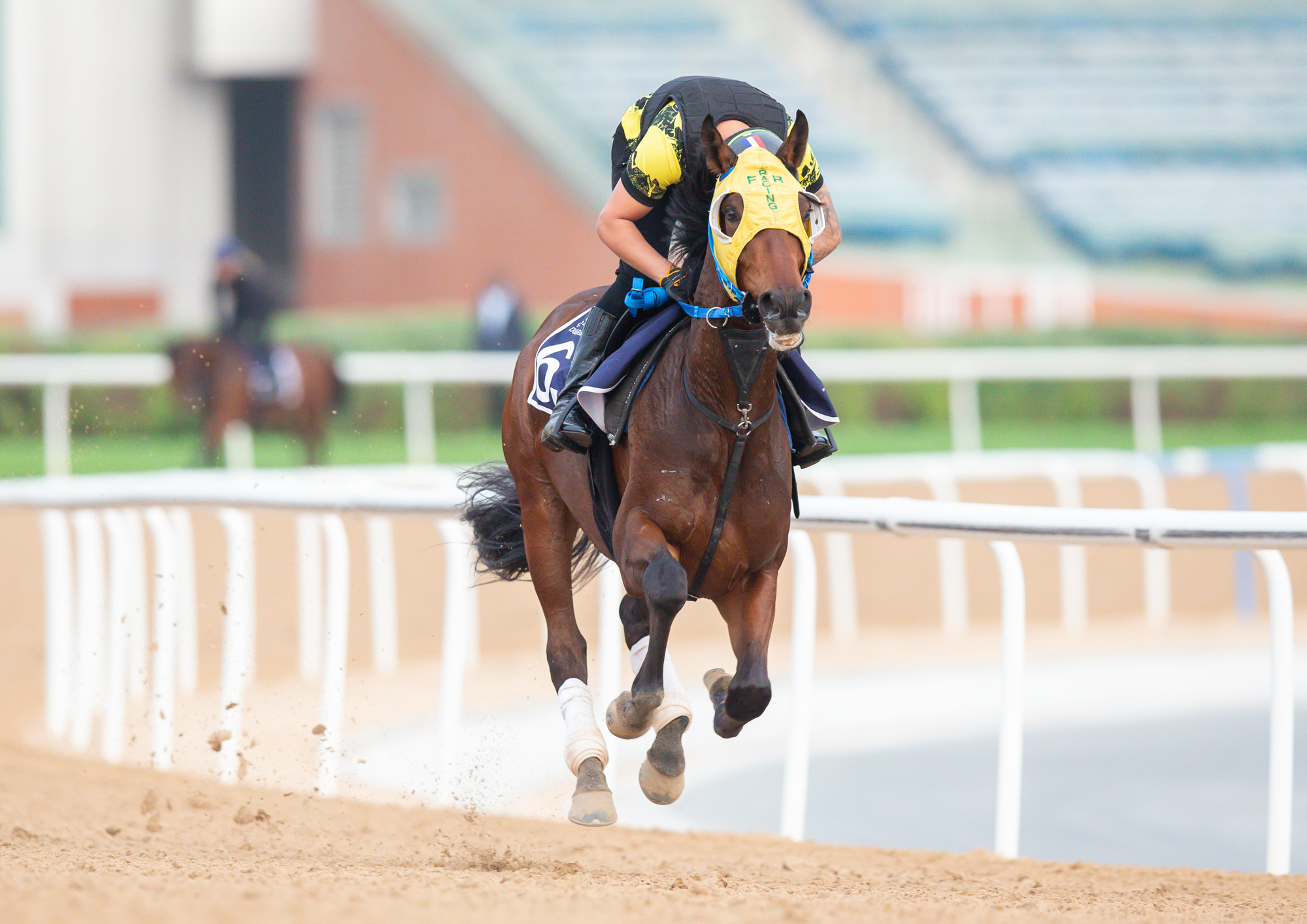 Fredrik Reuterskiöld-trænede Willoch. Foto/Copyright: Erika Rasmussen for GalopSport.