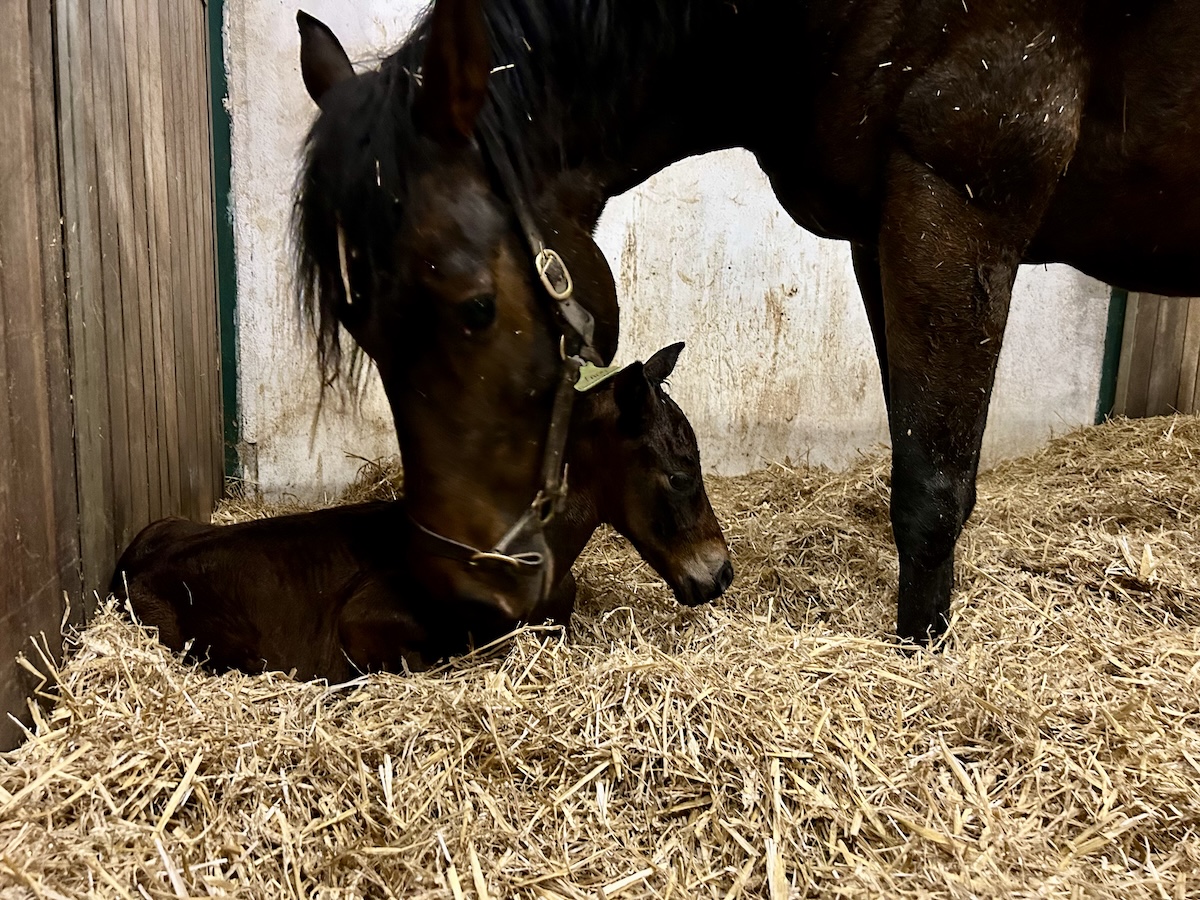 FTHK Racings Lady Battenberg med sit hingstføl efter Kodi Bear. Foto: York Stutteri.
