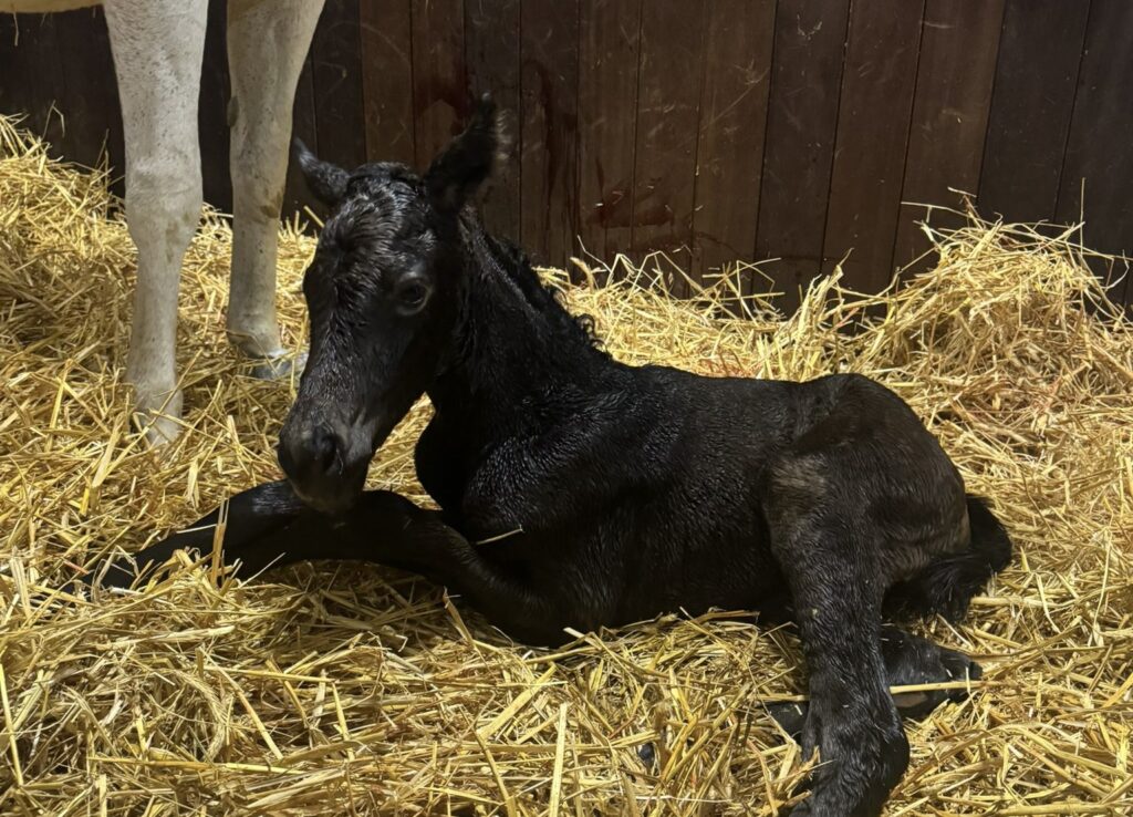Fire Blaze med sin nyfødte hoppe efter Cracksman (Frankel). Føllet er halvsøster til Gruppe-2-vinderen Dubai Beach. Foto: Mogeely Stud.