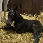 Fire Blaze med sin nyfødte hoppe efter Cracksman (Frankel). Føllet er halvsøster til Gruppe-2-vinderen Dubai Beach. Foto: Mogeely Stud.