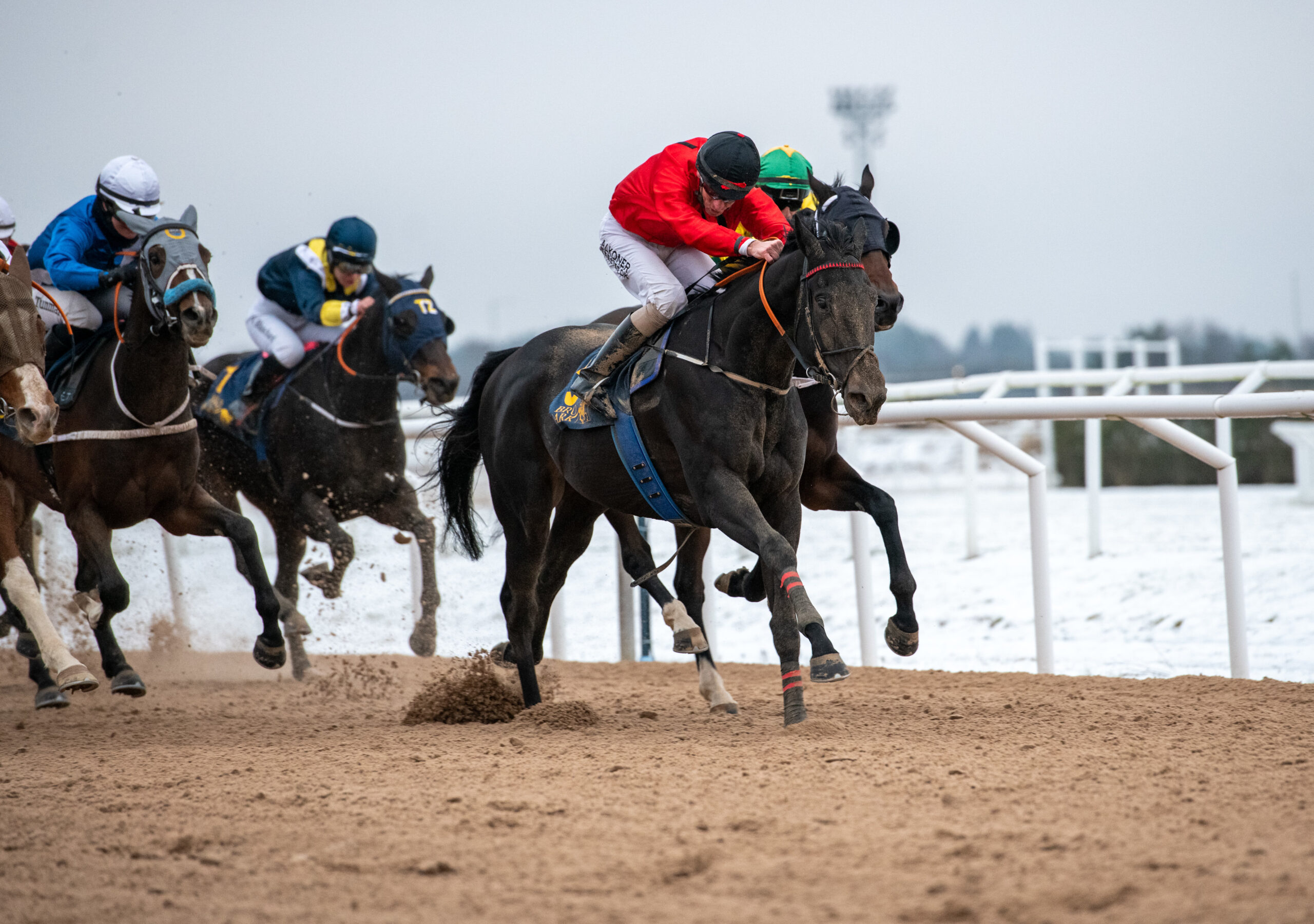 Patrick Wahl-trænede Disraeli er blandt de 35 navne på anmeldelseslisten til Bro Parks sæsonpremiere i påsken. Foto: Elina Björklund / Svensk Galopp.