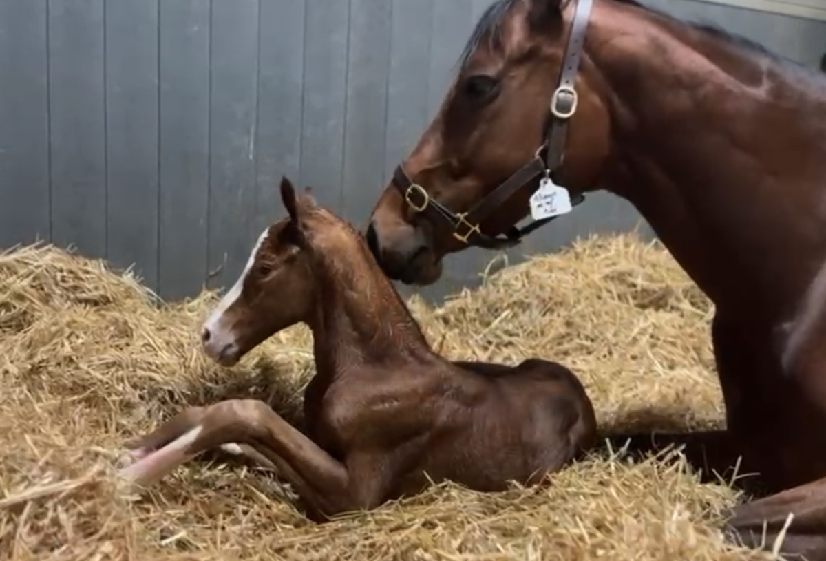 Alwaysonmymind med sit hingstføl efter Phoenix Stakes (Gr.1)-2'eren Courage Under Fire. Foto: Moa Sundström.