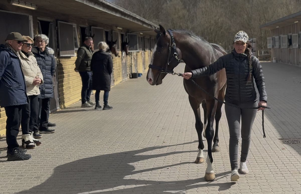 Beethoven. Foto: GalopSport.