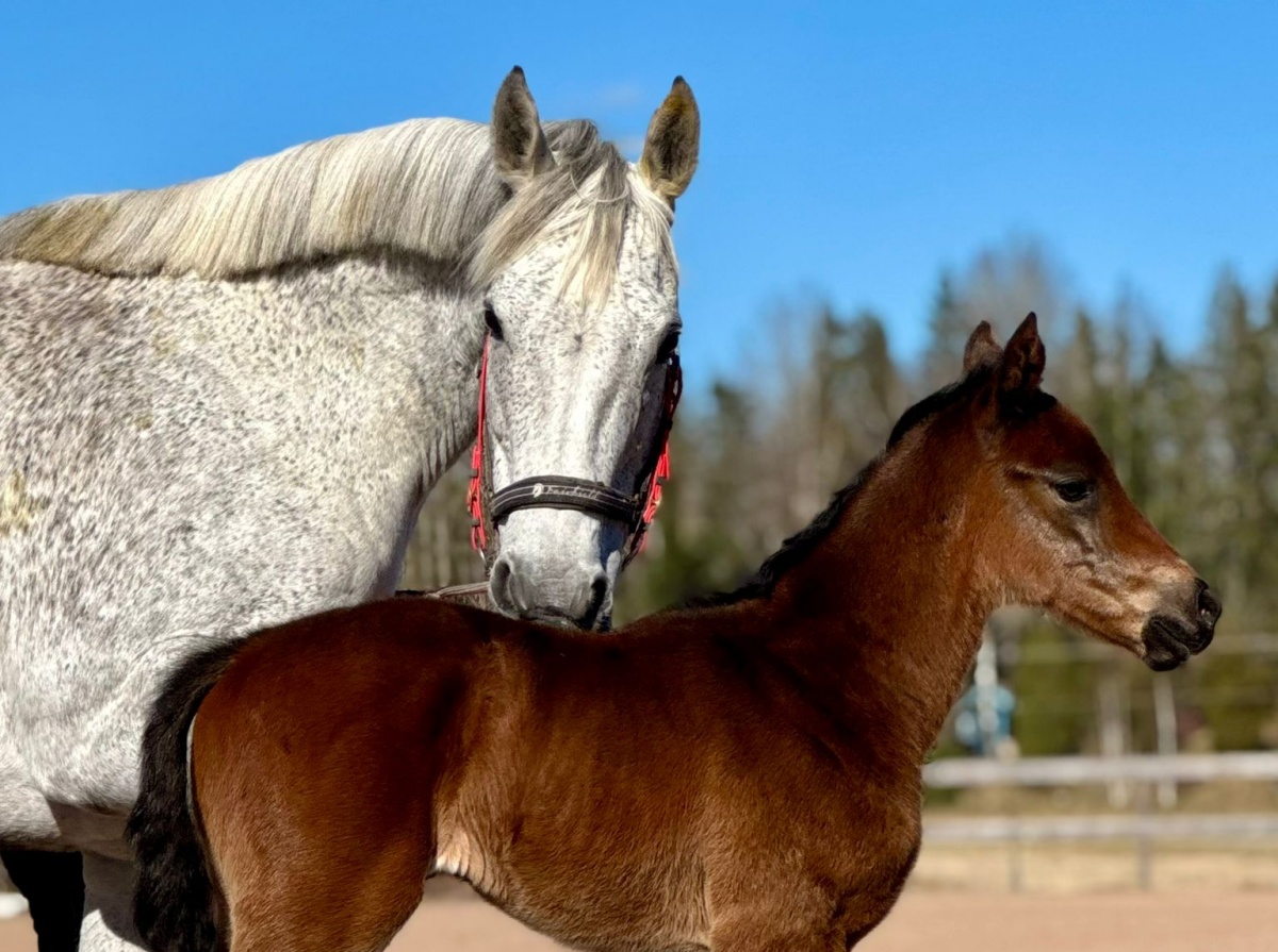 Gruppe-3-vinderen Silver Step med sit hoppeføl efter Space Blues. Foto: Pernilla Nilsson.
