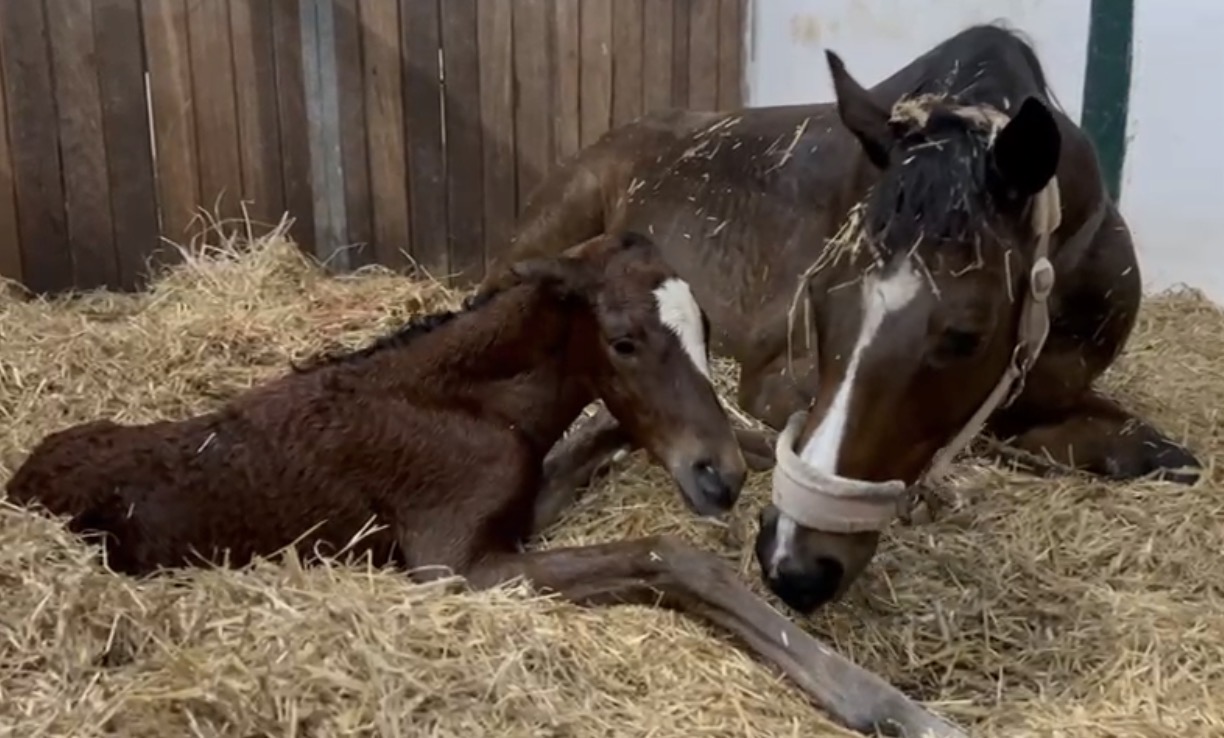 Mylegend med sit hingstføl efter Dubai Mile. Foto: York Stutteri.