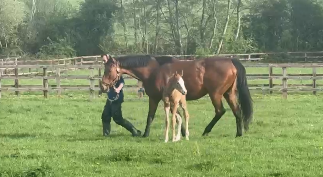 Annaboda med føl efter Gleneagles 2026