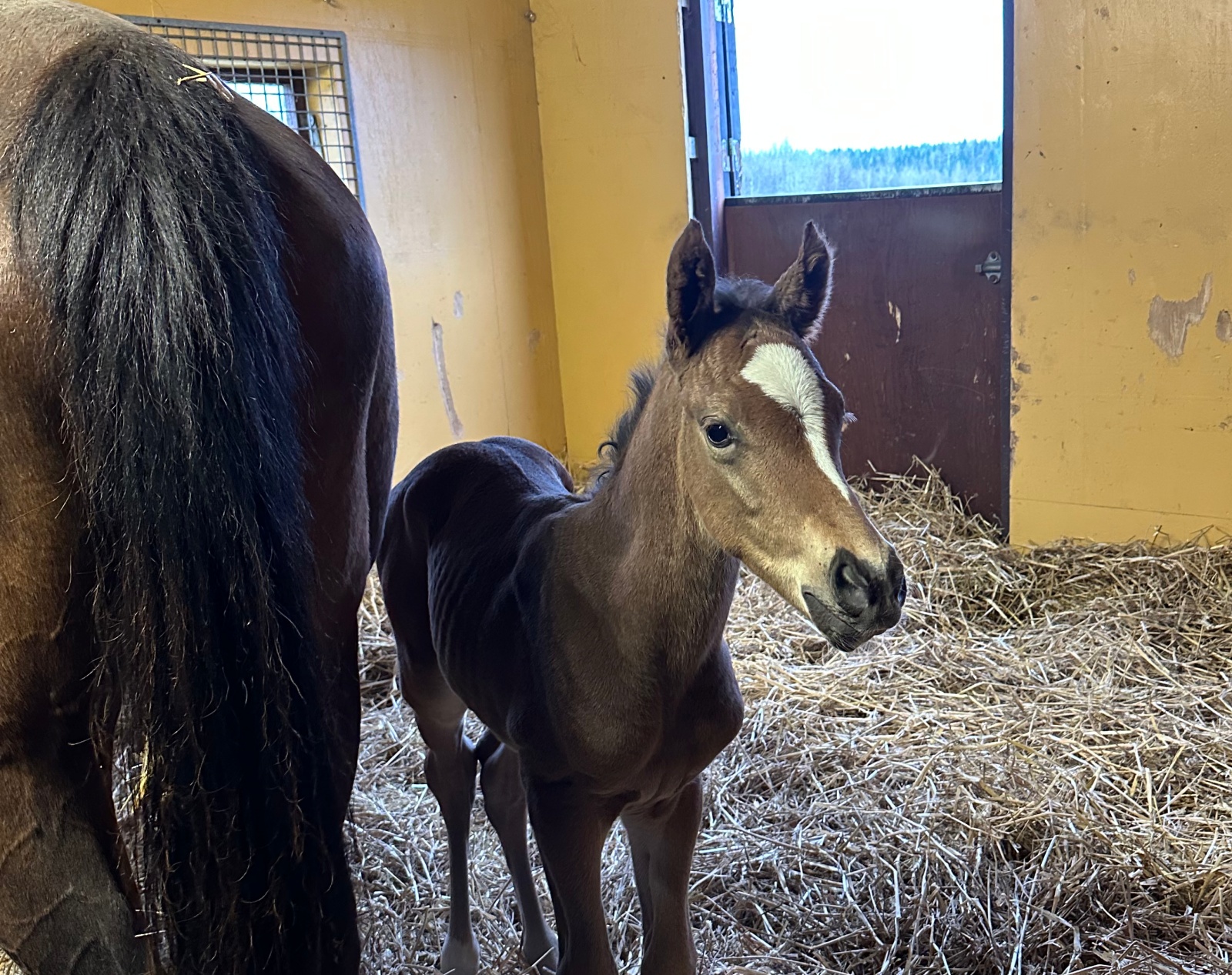 Hingstføllet efter Red Cactus ud af Don't Stop Me Now. Foto: Malin Roth.