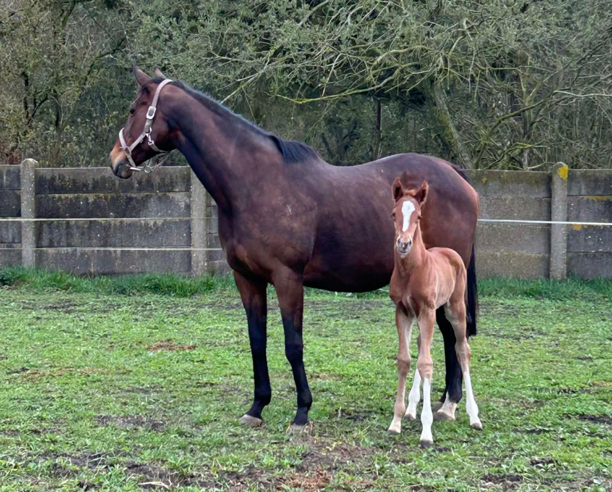 Harmonia med sit hingstføl efter den tredobbelte Gruppe-1-vinder Best Solution. Foto: Morten Nielsen.