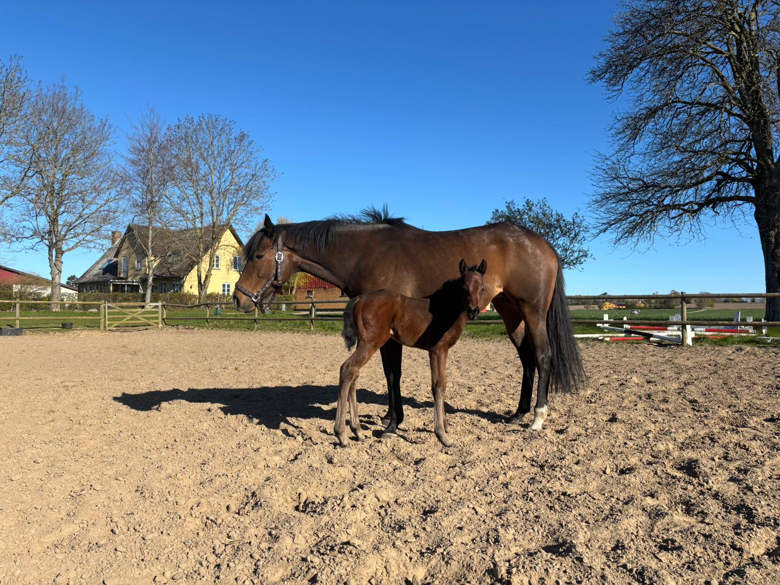 The Queen med sit hoppeføl efter Native Soldier. Foto: Healthy Horse Stud.