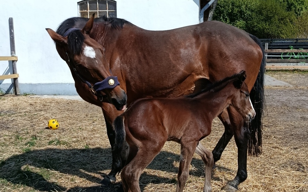 Galileo-datteren Pure Greed med sin hingst efter Courage Under Fire. Foto: Lotte Rosenlund.